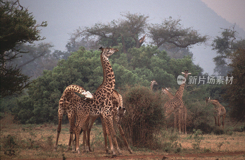 Young Giraffes 'necking'